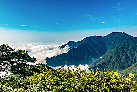 đăng ký tài khoản đá gà thomo