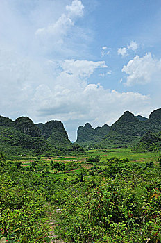 gà xám đá ngày nào tốt