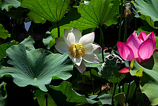 cầu bạch thủ khánh hòa